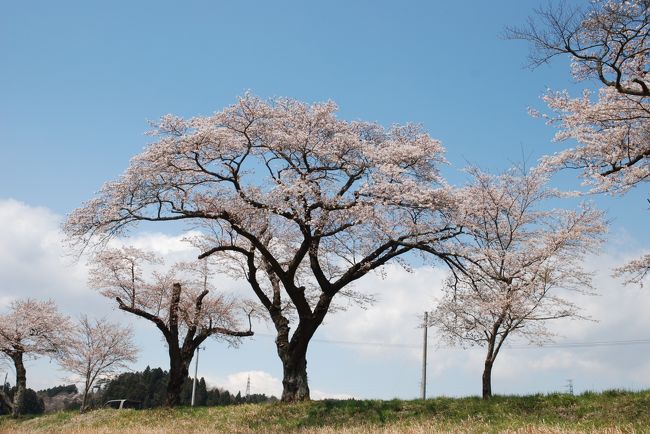 天候不順でなかなか開花しなかった桜<br /><br />1週間かかってようやく見ごろを迎えました。<br /><br />待っていたかのように観光客がどっと押し寄せてきました。<br /><br />人が入らないように写真を撮るのが大変。<br /><br /><br />2010年の一目千本桜をご覧ください。