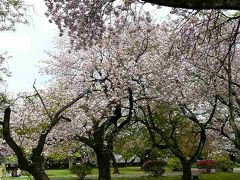 小石川植物園で遅咲きの桜