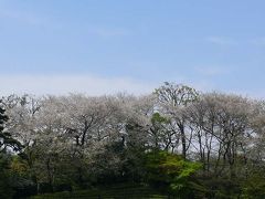 皇居東御苑で遅咲きの桜