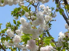 隅田公園で遅咲きの桜