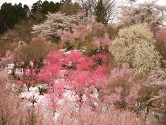 2010桜散策の旅 ～花見山・三春の滝桜編～
