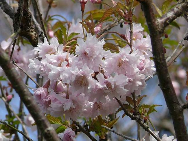 何回かの訪問でここに鴛鴦桜（おしどりざくら）があることがわかっていた<br />いろんなところに行ってもこの桜だけは見れなかったのでどうしてもここで見ないと見逃してしまう<br /><br />しかも木のところどころにこぶのようなものもあるので　今年見逃すと来年はどうなるかという不安もあったので見れてよかった（小さな木も他にあったのでひとまず安心かな？？）<br /><br />桜の場合今年見れても来年は枯れてしまったり病気にかかって　見れなくなるというのはよくある話だ<br />　