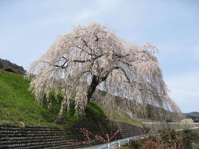 飛騨高山へ行ってきました<br /><br />途中、小鳥峠の湿地帯によりましたが水芭蕉はまだ早すぎましたね<br /><br />でもザゼンソウは1輪咲いていました<br /><br />宮川の朝市から陣屋の朝市まで歩き、<br />そこから古い街並みを見学してきました<br /><br />高山の帰りに荻原周辺でシダレ桜が満開となったようで<br />寄ってきました<br /><br />すばらしいシダレ桜でした