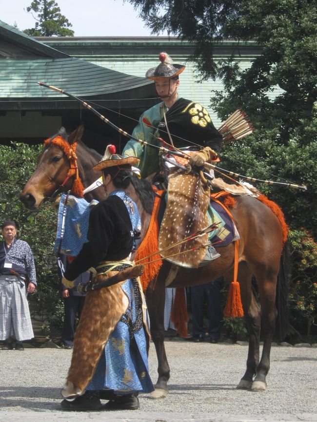 鎌倉の鶴岡八幡宮に流鏑馬神事を見に行きました。<br />200m程度の距離を馬が全力疾走し、かつ、矢が放たれるのには凄さを感じます。<br />また、倒れた大銀杏に復活の兆しが。