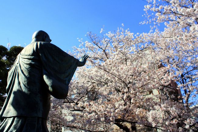 隠れた桜の名所第二弾は，「桜寺」墨染寺(ぼくせんじ)です。<br /><br />『深草の野辺の桜し心あらば今年ばかりは墨染めに咲け』<br />平安の歌人上野岑雄は関白藤原基経の死を悼んで，このような歌を詠みました。<br />このため墨染寺の桜は薄墨色をつけるようになったという話があります。<br /><br /><br />