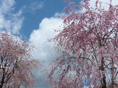 2010年桜だより◆桜舞う天空の庭『高見の郷』（奈良県東吉野村）