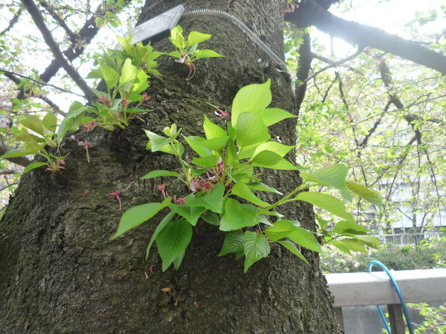 　東京のソメイヨシノの桜も散り始めて２週間が経ちます。これかれ新芽が出て緑が綺麗な木々になります。<br />　その前に、写真に納めましたので、見てください。