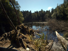 (8)  Lake Wombat Track を歩く  -   Westland National Park, NZ