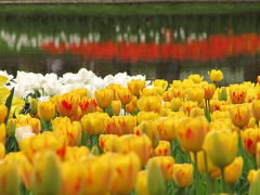 チューリップ色の昭和記念公園（2）これが昭和記念公園のチューリップか！