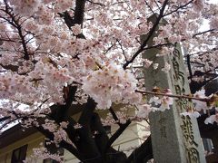 ちゃむたのふくしま桜便り♪（続編）～その後の桜＆白鳥さん