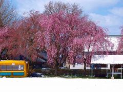 　桜　と　雪　の　　岩瀬牧場 4−１