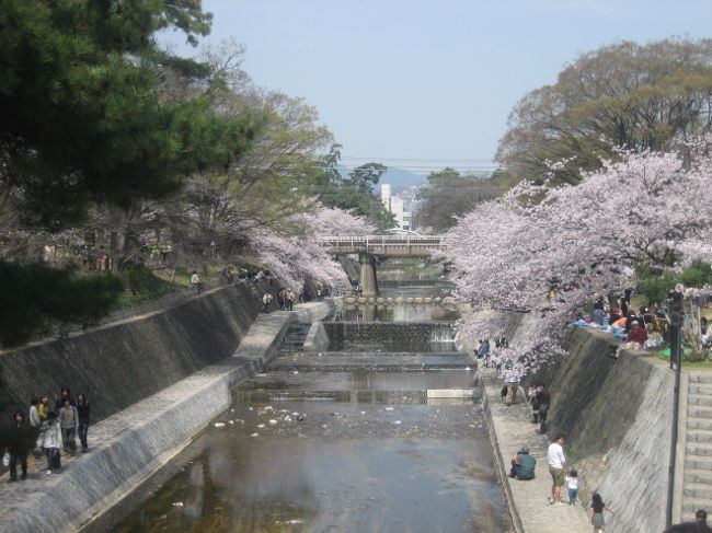 兵庫県西宮市、夙川の桜です。<br />桜、松、川とのコラボレーションが美しい桜の名所です。