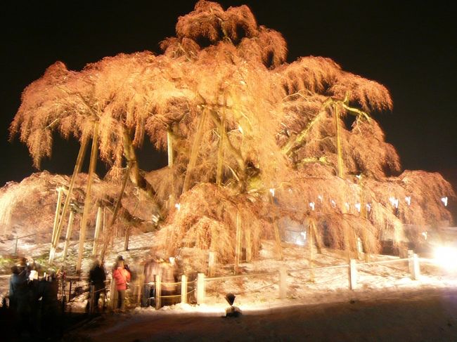 日本三大桜の一つに挙げられる「三春滝桜」へ今年も行ってきました。<br /><br />予定外の雪が降ってしまった為、磐越道は通行止めになってしまいましたが夜には通ることが出来、雪景色の夜桜を堪能してきました。<br /><br />ちなみに今年の満開予想は…？<br /><br />例年の満開からは５〜１０日ほど遅れているそうですが気温の低い日が多すぎて予想がつきません。