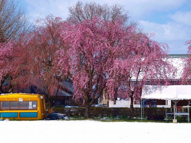 予定が急に中止<br /><br />ならば　桜を見に行くと　以前　コスモスやバラの花を見に行った<br /><br />福島県　鏡石　の岩瀬牧場へ。。と。。決めました。<br /><br />此方は　以前は　宮内庁の御料牧場　第一号で<br /><br />小学唱歌　「牧場の朝」の　モデル牧場です<br /><br />岩瀬牧場ＨＰ<br />http://www.iwasefarm.com/<br /><br />気が付いたら　１１００冊め<br /><br />写真も規定の３００００枚に近くなって来ました。<br /><br />桜　と　雪　の　岩瀬牧場　−２<br />http://4travel.jp/traveler/jiiji/album/10450766/