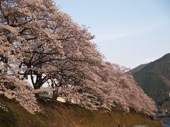 マカオの友人と鳥取ドライブ③　智頭の桜土手