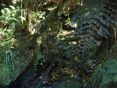 (9) Glacier Valley Walk & Sentinel Rock を歩く　　Westland National Park, NZ