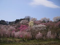 花見山～2010年4月19日