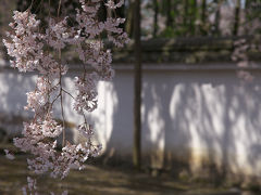 ＜京都第29旅＞ 2010年4月　古都桜巡り　1日目③　醍醐寺