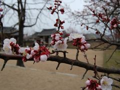 春の韓国　【忠清南道】 禮山・牙山