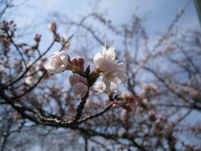 当初の予定では満開になっていたはずの3月27日。<br />予想外の寒波到来で、桜の開花が1週間ずれこんでしまった…。<br />が、しかーし、2家族揃ってのお出掛けは<br />そうそう予定を変えられるものでもなく<br />開き直ってお花見しに、犬山モンキーパークへGO！<br /><br />前日から愛情たっぷりお弁当の下準備を。<br />3月27日の当日は、夜明け前の4時頃起床。ね…ねむい…。<br />タラコスパを始めとして、甥っ子の好物だらけのお弁当の支度が整ったのは、予定より少し早い6時前頃。<br />兄家に到着したのが6時頃。<br />今日は寝坊しなかったので、甥っ子起床前に到着！w<br /><br />ここんとこ雨降りが続いていたので、ちょっと心配だった天気は、抜群の快晴！！<br />やっぱり、晴れ家族！？w<br />買出ししてあったパンで朝食を済ませ<br />皆揃って8時過ぎにしゅっぱーつ！！