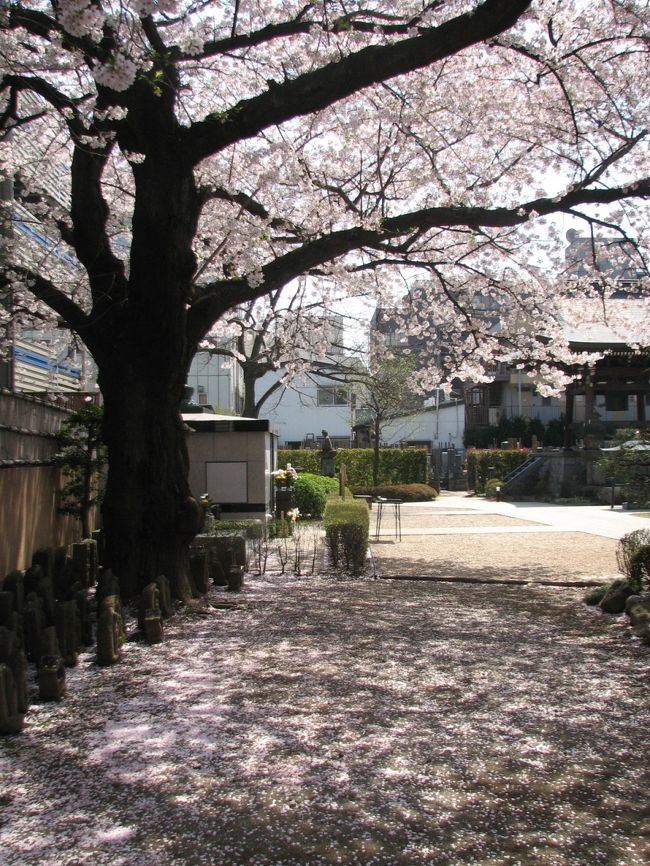 4月11日、午前11時頃、買い物で久しぶりに川越市に行くことになった。　買い物は来客にお土産としてもたせるものである。午後2時に来客があることになっている。このため、それまでに戻らなければならないので約1時間半の散策を楽しんだ。<br /><br />クレアモールにある百貨店で土産用に食品を買った後、クレアモール横にある西雲寺の満開の桜を見ることにした。<br /><br /><br /><br /><br />＊写真は西雲寺の桜