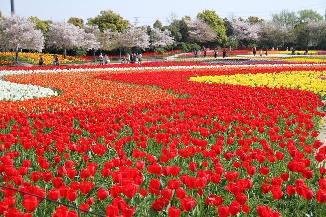 4月18日 天気がよかったので『なばなの里』にチューリップを見に行ってきました。<br />