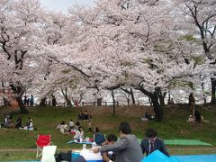 岡崎公園にお花見に行きました