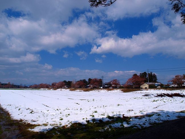 雪と桜の景色に牧場内をうろうろ<br /><br />　相棒も呆れて、、<br /><br />　　ご勝手に<br /><br />福島県遺産百選登録<br /><br />　岩瀬牧場ＨＰ<br />http://www.iwasefarm.com/<br /><br />義臣　旅記<br />　桜と雪の　岩瀬牧場 ４−１<br />http://4travel.jp/traveler/jiiji/album/10450488/<br />  桜と雪の　岩瀬牧場　４−２<br />http://4travel.jp/traveler/jiiji/album/10450766/<br />　桜と雪の　岩瀬牧場　４−３<br />準備中<br />　桜と雪の　岩瀬牧場　４−４<br />準備中<br /><br />岩瀬牧場歴史<br /><br />　　http://www.iwasefarm.com/rekisi.html<br /><br />国営牧場時代<br /><br />岩瀬御料局時代<br /><br />岩瀬御御猟場時代<br /><br />民間　牧場時代へ