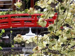 京都を歩く(54) 隠れた桜の名所③ 鬱金桜咲く六孫王神社