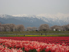 舟川べりの桜