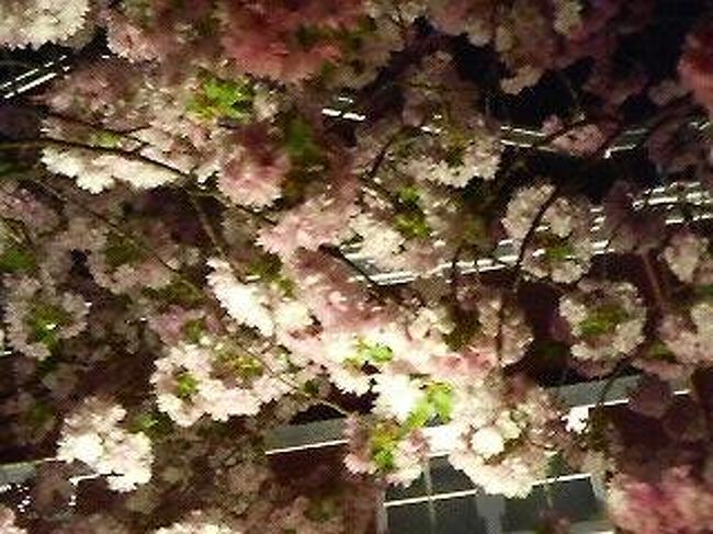 2010年4月20日、今年の最終日に桜の通り抜けに行ってきました。