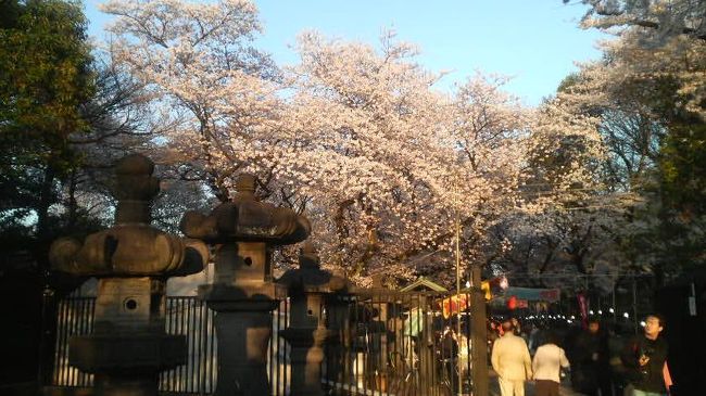 お花見の名所、上野公園と外堀へ行ってきました。