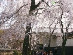 京都の桜（醍醐寺ー蹴上インクラインー知恩院）2日目