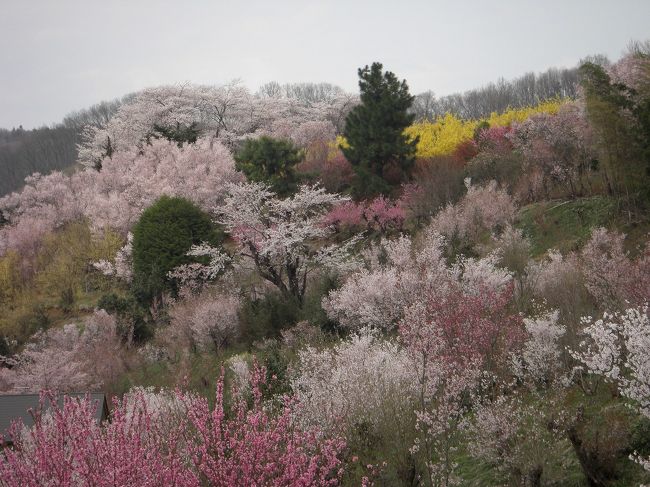 桜を見るため、４月１９日に福島へ行きました。<br /><br />福島市花見山：まさに桃源郷です<br />郡山市逢瀬川：こちらも満開<br />郡山市地蔵桜：まだ五分咲きでした<br />三春町滝桜　：まだ五分咲きでした<br />小野町夏井千本桜：まだ開花していませんでした <br />古殿町越代桜：まだ開花していませんでした <br />古殿町桜街道：こちらは満開<br /><br />栃木県さくら市勝山城址：堤防の桜が満開でした<br />栃木県大田原市野崎：人出の少ない桜並木の中で日本一？