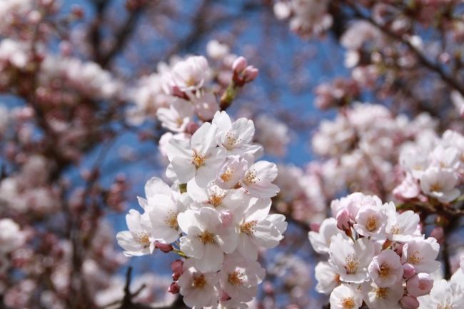 仕事で山形へ行ったついでに市内にある霞城（かじょう）公園に寄って桜を見てきました。<br />山形はまだ満開には早かったようで、まだ五～六分咲きといったところでしたが、それでもキレイでした。<br />満開になったらもっとキレイだと思います。今週末か来週あたり満開になりそうです。