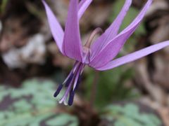 カタクリの群生地を訪ねて　今庄（福井再発見）