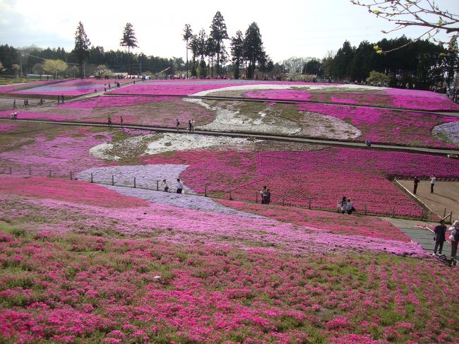 久しぶりにお天気になったので秩父の芝桜を見に出かけて来ました。<br />飯能から空席があったので横瀬までは特急レッドアローに乗ってみました。<br />羊山公園の「芝桜の丘」まではのどかな田舎の風景と、左手には武甲山を眺めながらのんびり歩くこと20分位。<br />17600?の芝桜の丘になんと赤やピンクや白など9種類の芝桜の可愛い花が迎えてくれました。<br />まるで花のパッチワークのようで見事でした。開花時期4月上旬〜5月上旬<br /><br />