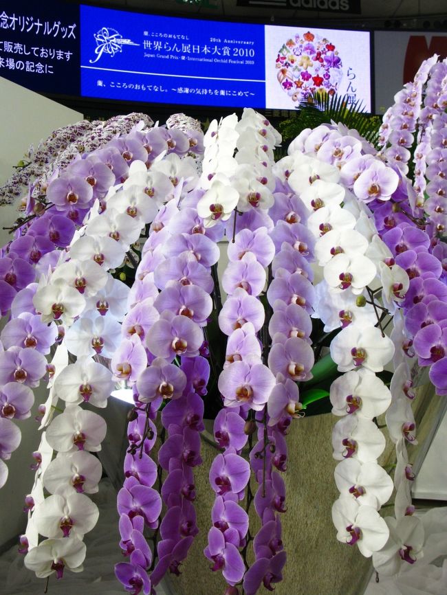 世界らん展日本大賞（Japan Grand Prix・蘭・International Orchid Festival　略称：JGP　以下 世界らん展）は、日本における大規模国際蘭展の代表的存在。<br /><br />第1回が1991年に開催されて以来、毎年1回、2月中旬から下旬の8〜9日間、東京都文京区の東京ドームで開催される。<br />展示には洋蘭、東洋蘭（シュンラン、カンラン等）、日本の蘭（エビネ、セッコク等）など、様々なラン科植物が世界20〜25ヶ国から約3000種10万株集まる。（フリー百科事典『ウィキペディア（Wikipedia）』より引用）<br /><br />世界らん展日本大賞については・・<br />http://www.jgpweb.com/<br />