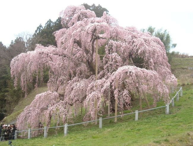 季節はずれの雪や寒波に見舞われた、2010年4月。<br />桜のお花見もお天気や気温にほんろうされっぱなし・・・。<br /><br />そんな中、いつかは見ようと思っていた三春町の「滝桜」を満開の日に見ることができました。<br />樹齢千年超えの「滝桜」は、言葉では言えない位の美しさ。<br /><br />この日は「滝桜」をメインに他にも郡山市中田町の桜と三春町の桜を思いっきり、体力の続く限り（？）堪能してきました。<br />数年分の桜を見ちゃったと思えるほどの桜三昧。<br />翌日の今日も頭の中はピンクの桜色の脳ミソになっちゃったような<br />なんともほんわかな気持ち。<br />画像・コメントありまくりなので、<br />出発から「滝桜」までを前半。<br />「滝桜」を後にして、三春町の分を後半と 分けての旅行記とします。