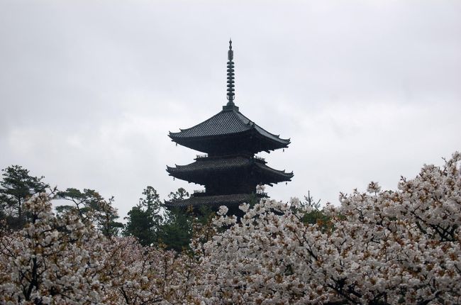３年ぶりに京都３日間。<br /><br />今回も桜が中心の旅行だったが、例年より遅くして紅枝垂れ桜などの遅咲きの桜で楽しんだ。<br /><br />本編は２日目の後編です。<br /><br />１日目（４／１１）<br /><br />　１日目前編<br />前から見たかった醍醐寺で例年行われている「豊太閤花見行列」を見学した。行列は３０分続き、その後に太閤の花見と成る。古の花見を想う。<br />さらに、５年前に醍醐寺に植樹した紅枝垂れ桜が花を咲かせているのを初めて見て感激した。<br />http://4travel.jp/traveler/stakeshima/album/10450639/<br /><br />　１日目後編<br />その後、これも前から登ってみたかった、上醍醐にお参りしてきた。１時間半で往復、急いで登ったので大変だったが。<br />http://4travel.jp/traveler/stakeshima/album/10450937/<br /><br />２日目（４／１２）一日中雨。<br /><br />　２日目前編<br />金閣寺の方丈特別公開でこちらを見る。金閣は方丈から見るに留めた。<br />次に桜の本命、原谷苑の紅枝垂れ桜は満開で凄かった。桃源郷ならぬ桜源郷そのものだった。<br />http://4travel.jp/traveler/stakeshima/album/10451148/<br /><br />　２日目後編<br />さらに、仁和寺では御室桜がこちらも満開。一面の御室桜も見事だった。<br />雨の中、嵐山から嵯峨野を歩く。雨の中も風情が有って良い。<br />http://4travel.jp/traveler/stakeshima/album/10451199/<br /><br />３日目（４／１３）<br />京都国立博物館で「長谷川等伯展」を見る。東京で見逃したので京都で見ることになった。朝一で行ったので空いていて良く見られた。 <br />その後は、平安神宮の桜を。１日目に夜のコンサートに行くつもりで有ったが雨で取りやめたところ。池の周りの枝垂れ桜は見ごたえが有った。 <br />最後に、西本願寺の公開中の飛雲閣を見学して京都にお別れする。<br />http://4travel.jp/traveler/stakeshima/album/10451371/<br /><br />「京都　醍醐寺　大枝垂れ桜」旅行記はこちら（2007年）<br />http://4travel.jp/traveler/stakeshima/album/10307898/<br />http://4travel.jp/traveler/stakeshima/album/10350088/<br />「京都春　お寺、桜巡り」旅行記はこちら(2006年）<br />http://4travel.jp/traveler/stakeshima/album/10311560/<br /><br />