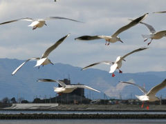 名古屋◆街ある記 名古屋港 渡り鳥渡来地・冬の藤前干潟