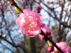 春を待つ札幌・豊平公園２