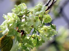 京都を歩く(55) 隠れた桜の名所④　西陣の花の寺　雨宝院