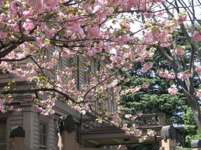 1年のうちに何回も上野を訪れる私ですが、八重桜が満開になる時期に行ったのは初めてでした。<br /><br />ソメイヨシノが一斉に咲くと陽気で華やかになりますが、八重桜は一本だけ咲いていても派手なことには驚かされました!<br /><br />今年はあまりお花見ができなかったのですが、思いがけず最後に八重桜を楽しむことができました。