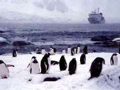 南極物語 vol.0 ＜世界最南端の挫折＞