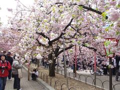 ［10］造幣局「桜の通り抜け」