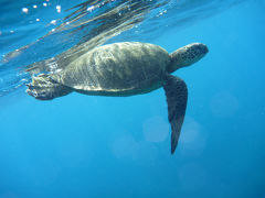 6年ぶりのハワイ(4日目)