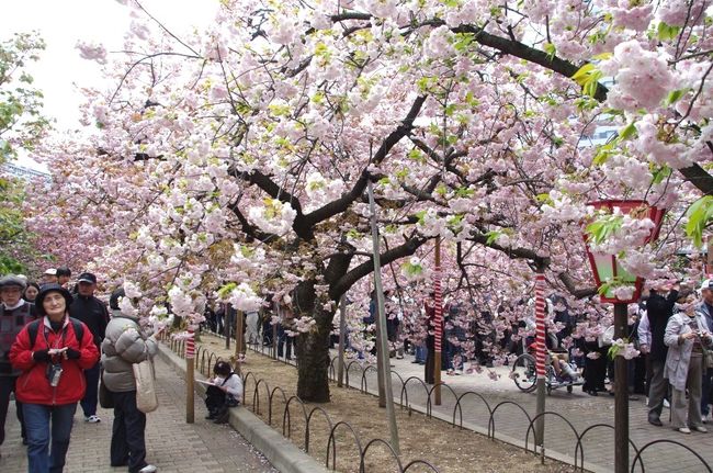 大阪の造幣局「桜の通り抜け」へ行ってきました。<br />＊天気も回復して，見頃になった週末で大変な人出でした。<br />＊パンフレットによると，八重桜を主体に127品種・354本の桜が植えられているとのことです。<br />＊南門（通り抜け入口）から入って北門（通り抜け出口）の少し手前の桜門（公園降り口）から出てきました。<br />