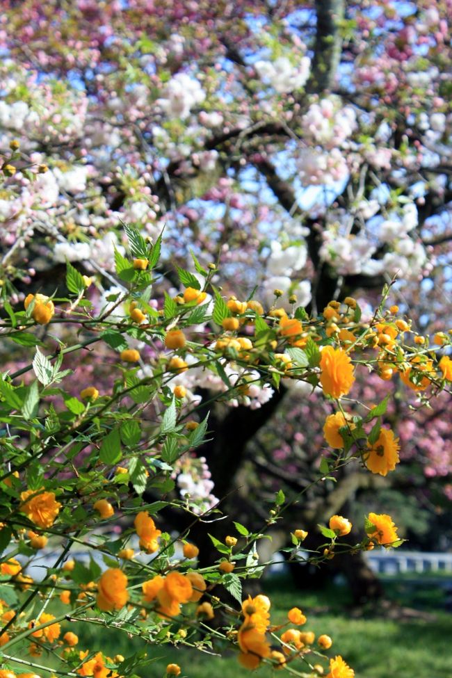 今年の京都の桜の見納めに京都御苑へとやってきました。<br />ちょうど里桜と山吹が咲き始めた頃で，ピンクと黄色のコラボレーションが絶妙でした。<br />