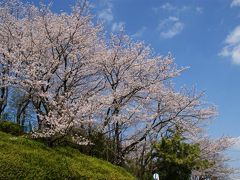 赤羽　桜散歩